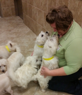 westies-and-melissa